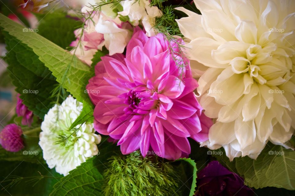 White and pink chrysanthemums closeup in natural light