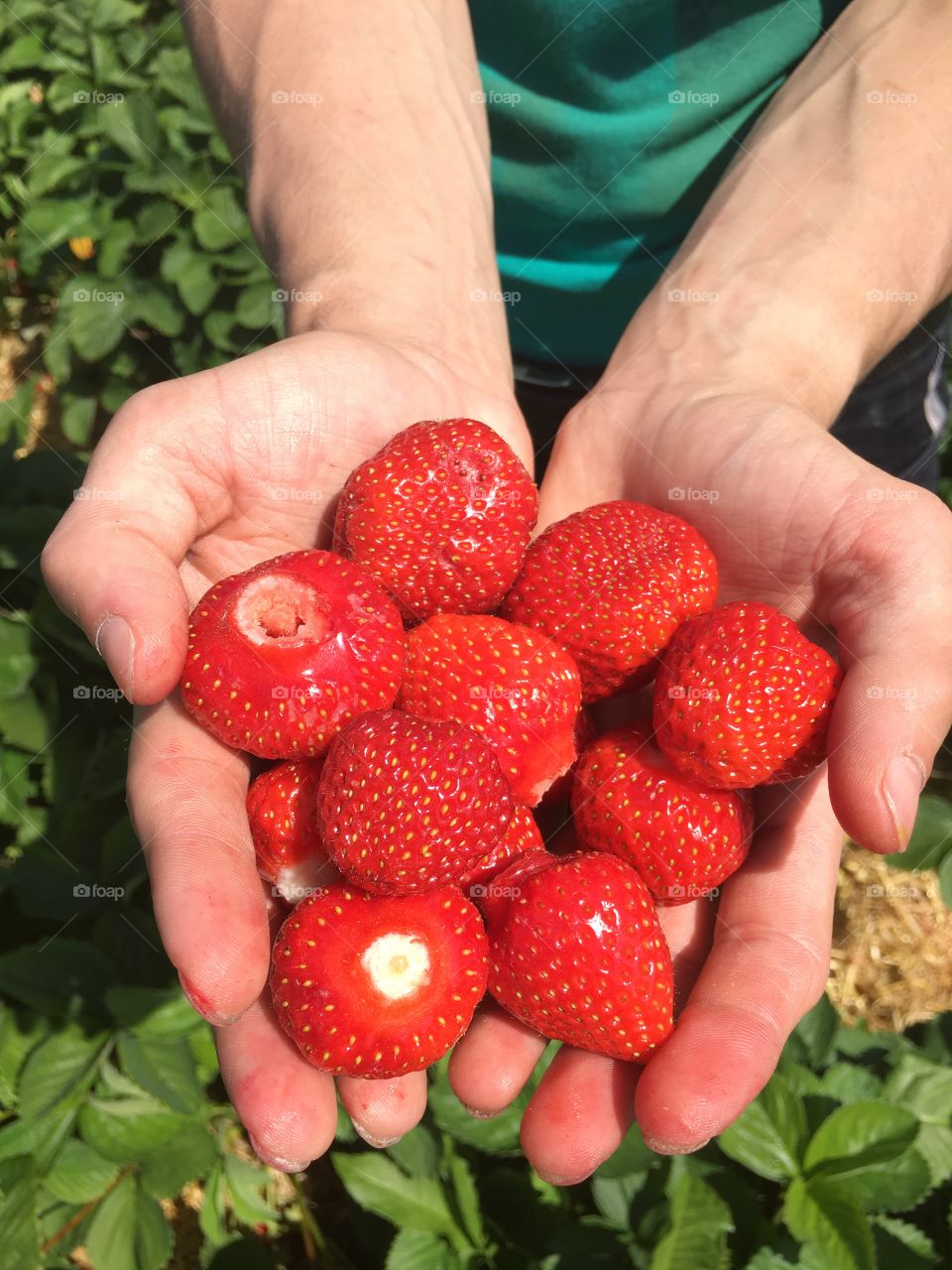 hands with strawberries