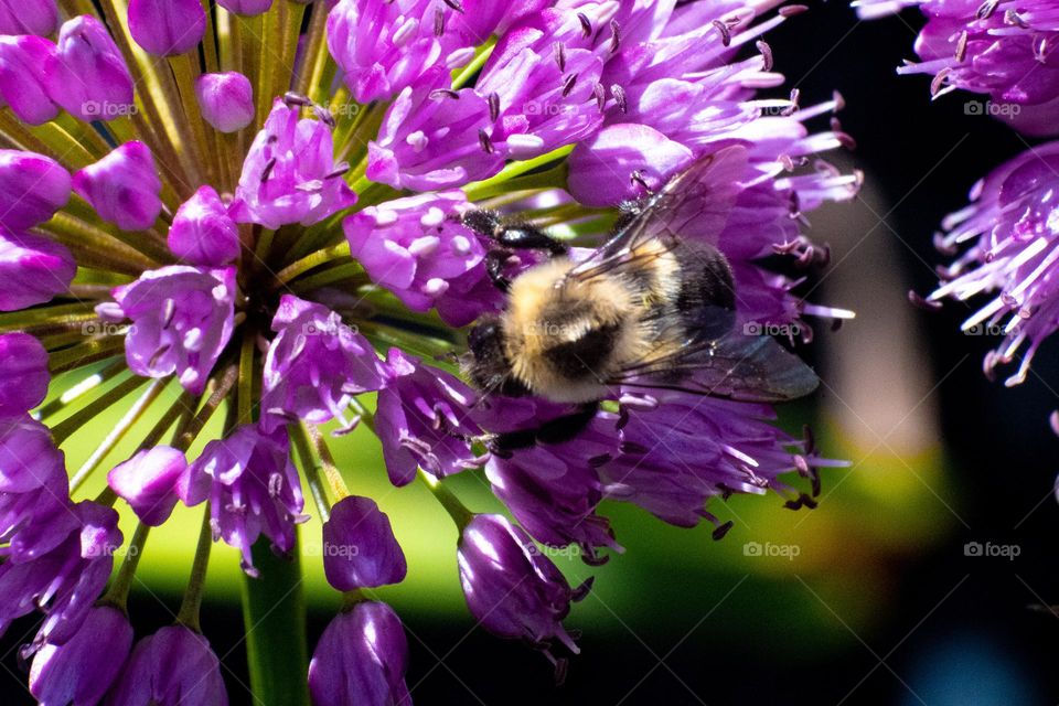 Plants has always been one of my most favorite subjects. They are just beautiful all through out!