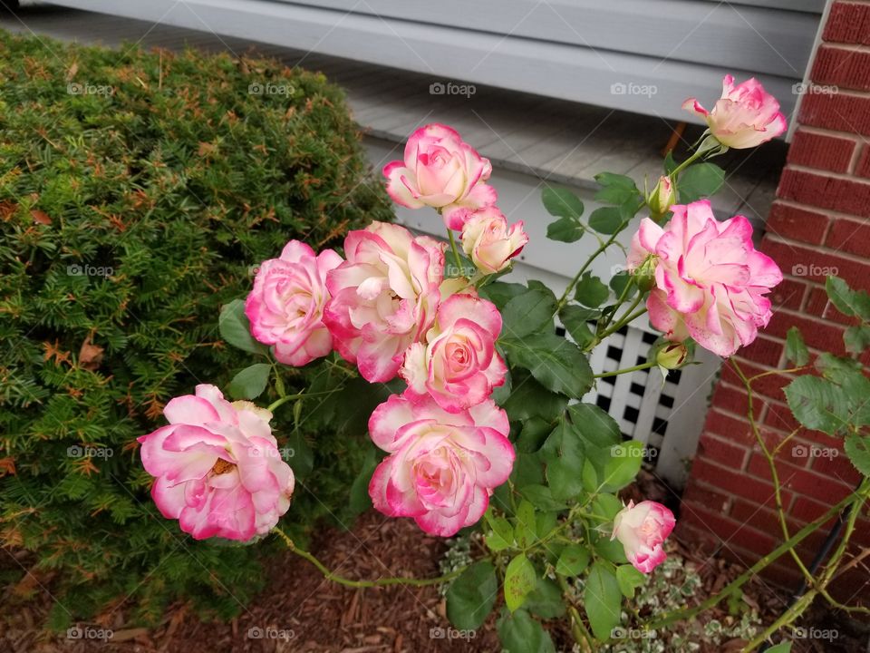 Rose bush blooming