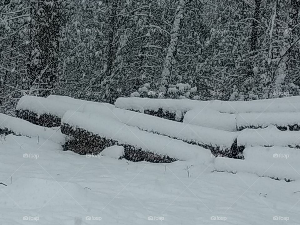 Snow covered logs