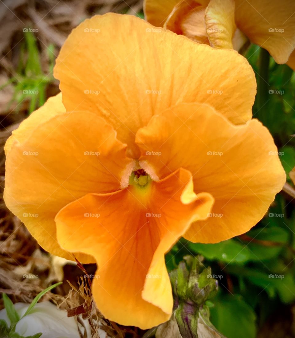 Orange flower closeup