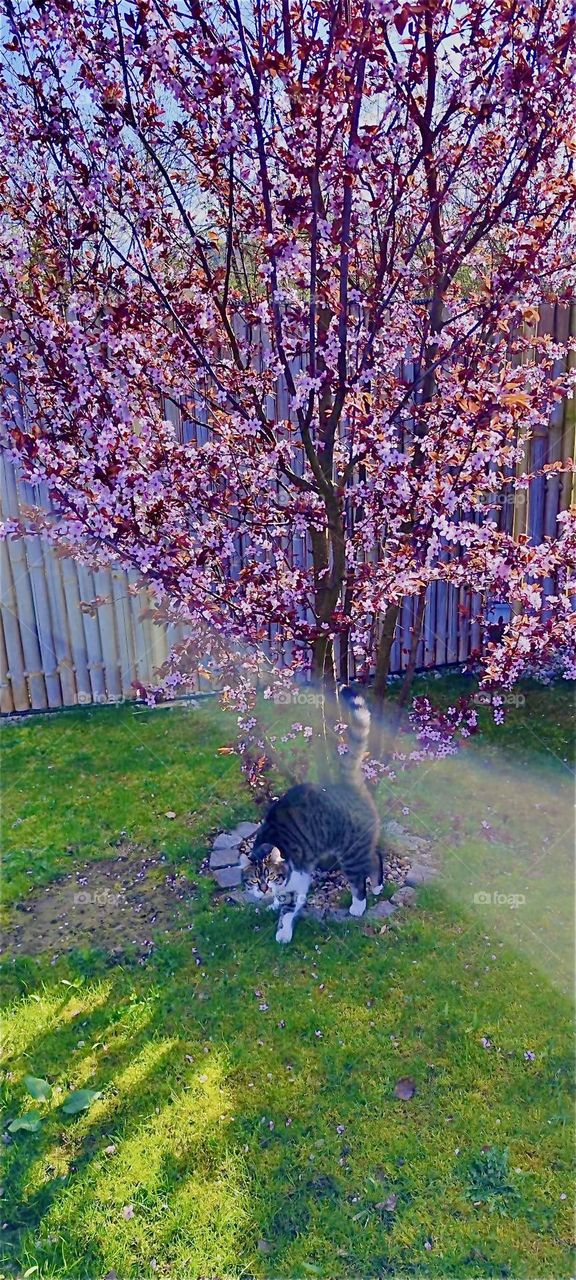 „Roukey“, the tomcat is rubbing up against the cherry tree in a beautiful garden in rural „Bavaria“, Germany. Amongst other things he does this to mark his territory. 2024. Hypnotic Productions