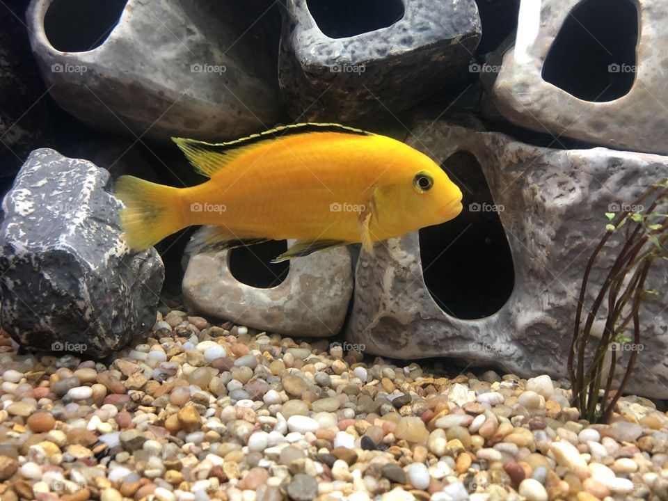 Yellow African Cichlid