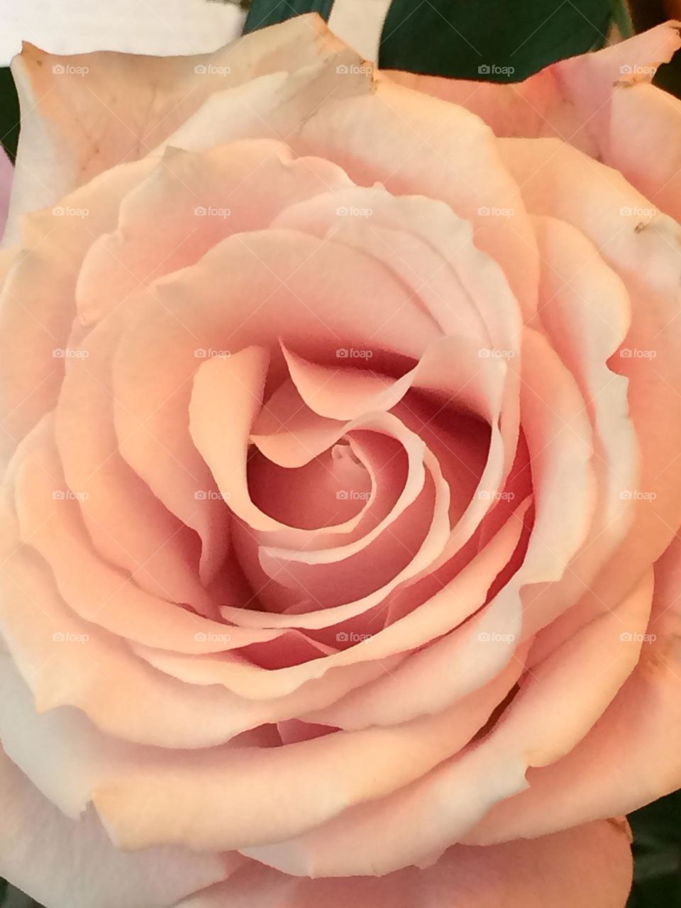 Delicate light pink open rose petals 