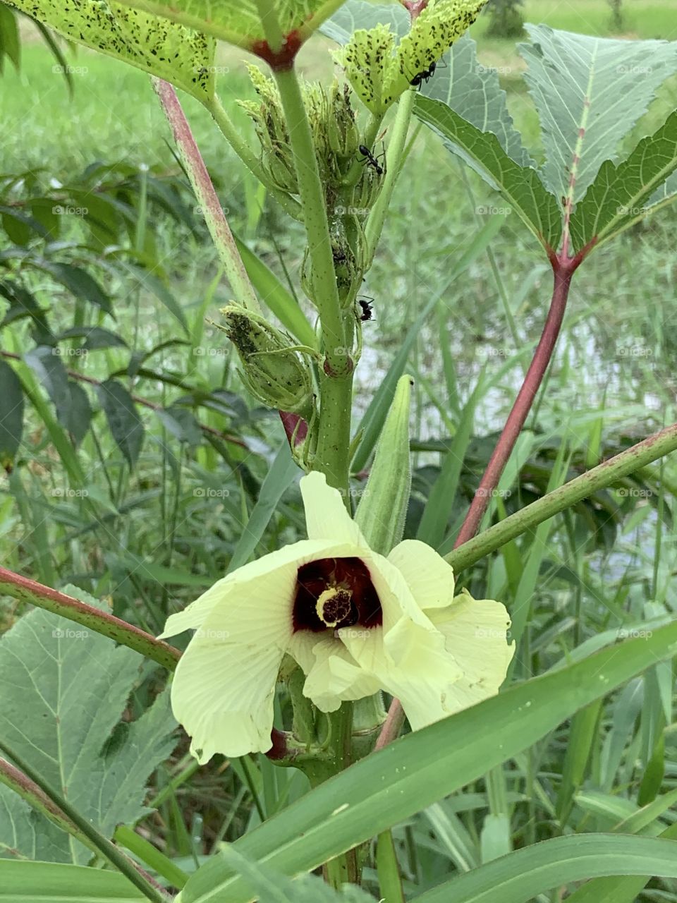 The stories of the nature, countryside (Thailand)