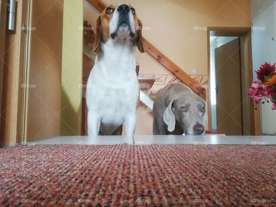 Ruby und Benno