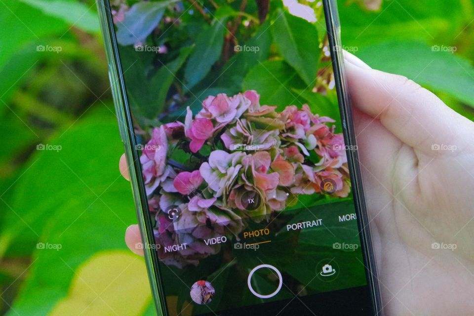 Double photo of flowers