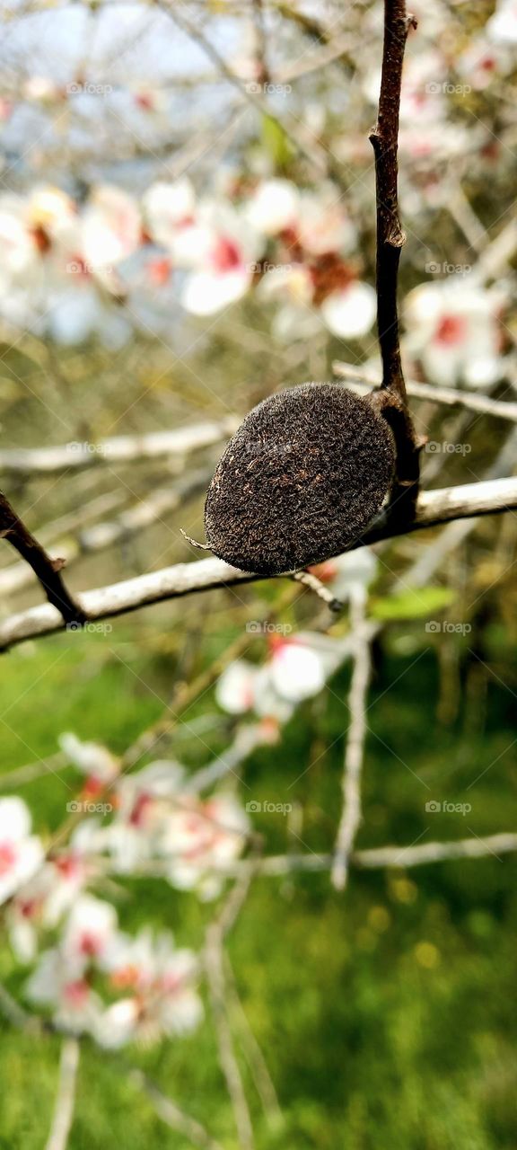 Almond tree