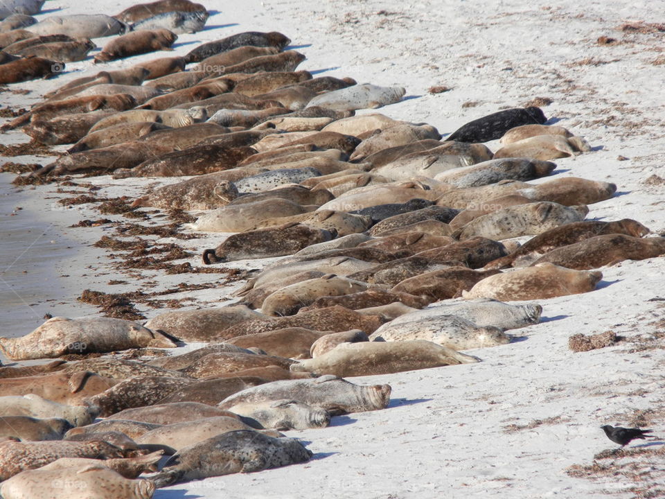 sea otters lazing at the beach