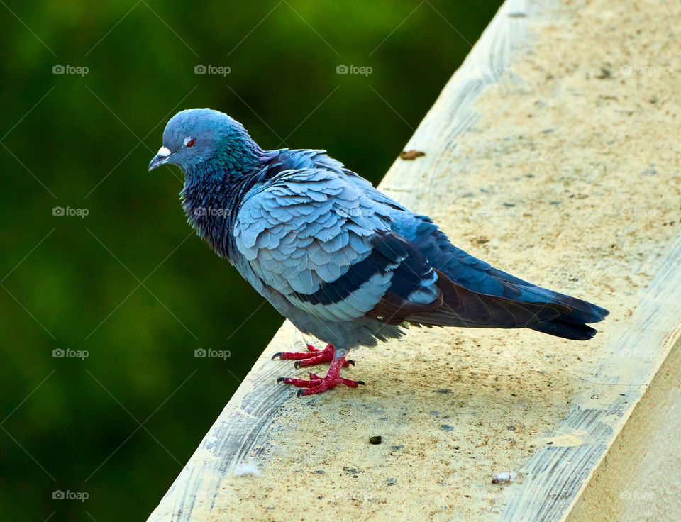 Bird photography  - Dove  - Nature