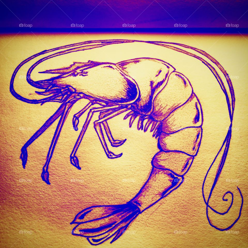 Digitally edited drawing of a shrimp