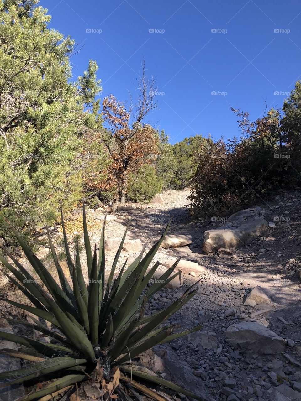 Hiking trail in the southwest mountains 