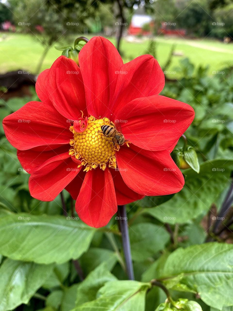 Red flower with a bee