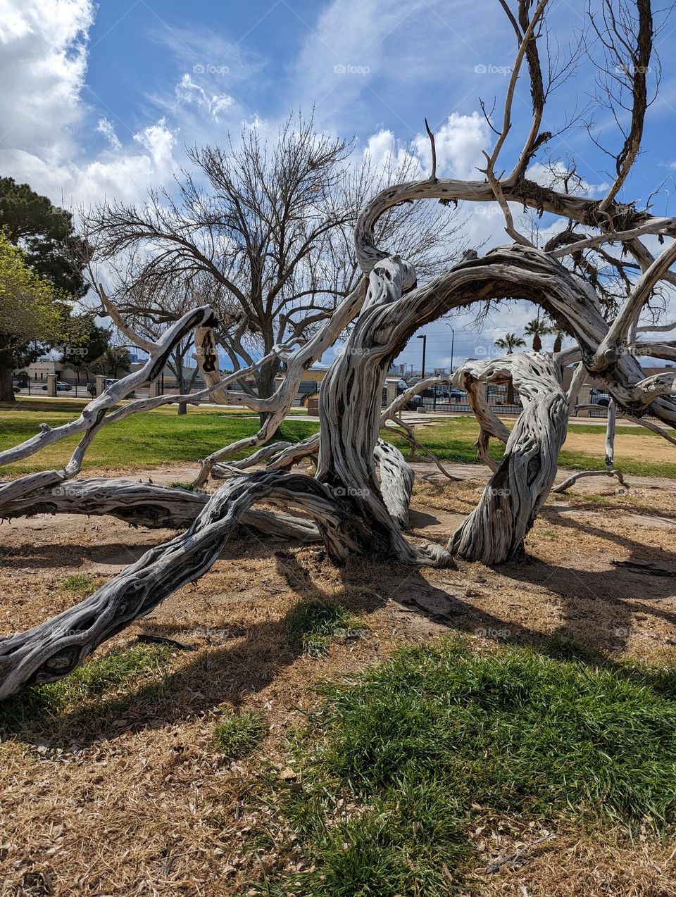 #Curbs of Tree Jungle