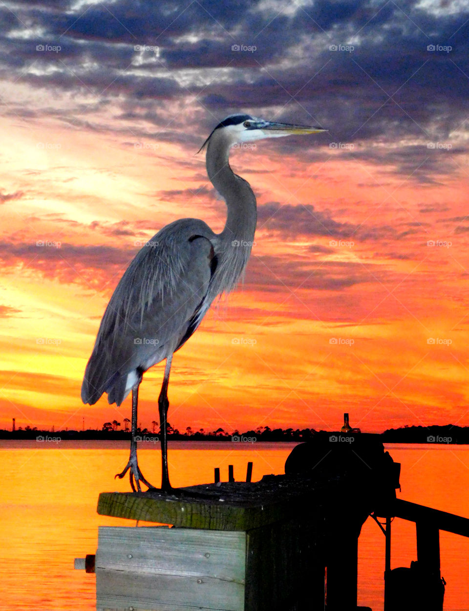 Blue Heron and glorious sunset!multiple colors,flaming orange,colorful,trees,tree line,dock,standing,radiant,magnificent,stunning,flashy,feathers,