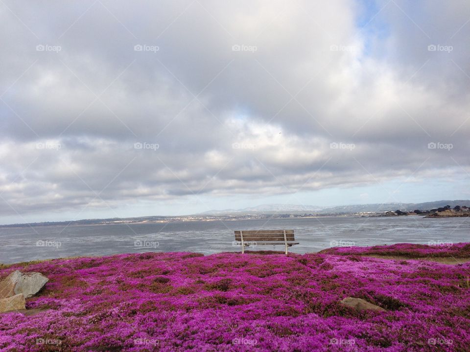 Spring time sea side. Spring pink bloom behind a bench on the sea side