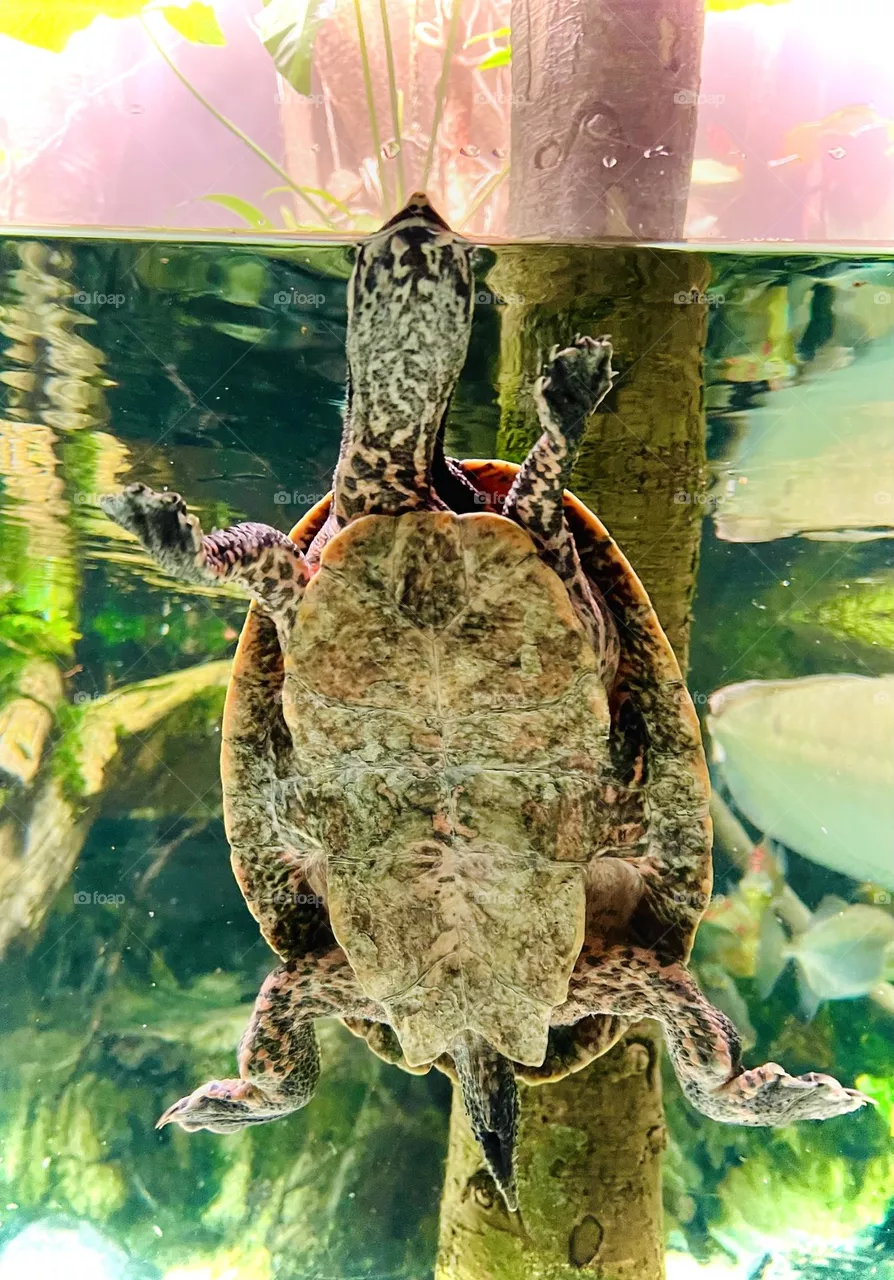 Turtle