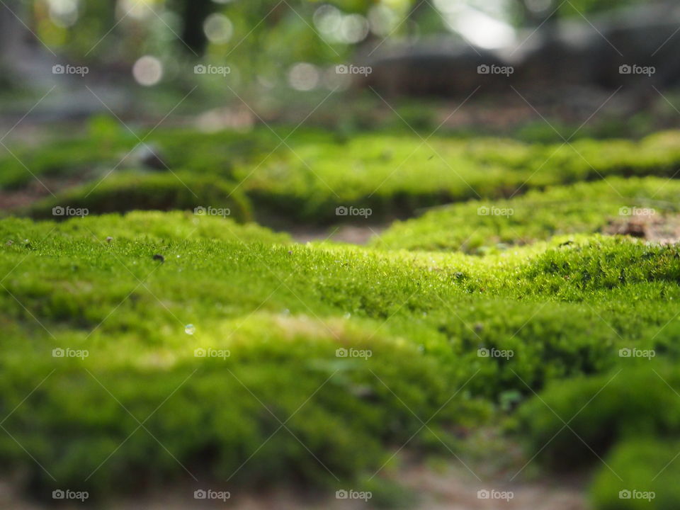 Moss