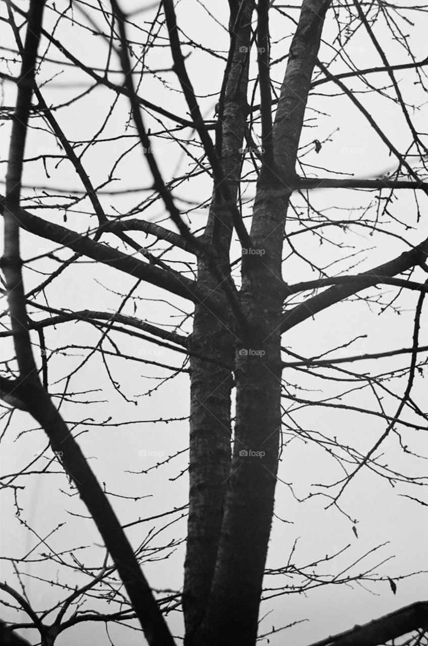 Winter Branches