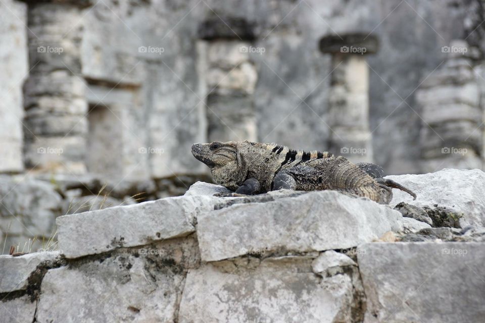 Tulum iguana 