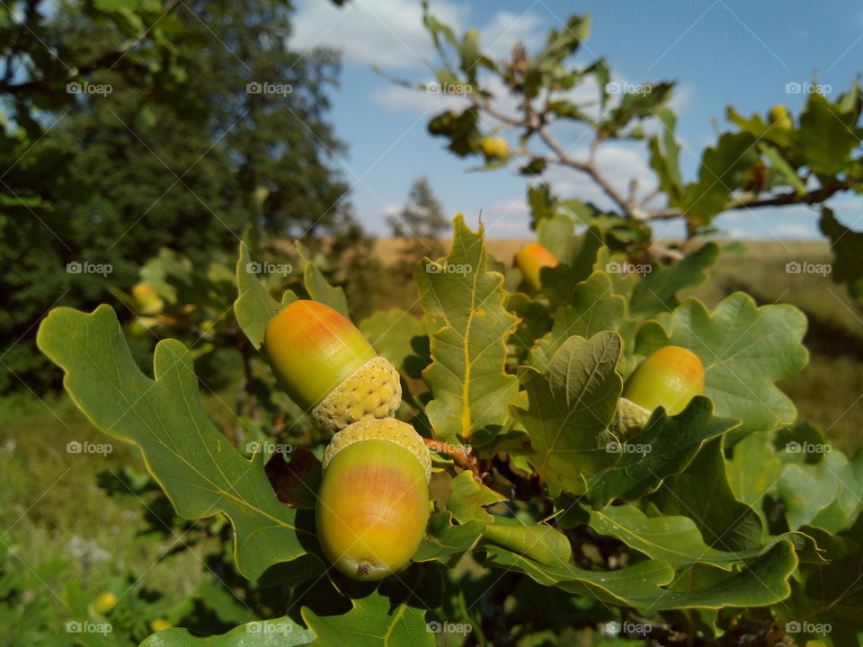 Young oak and acorns