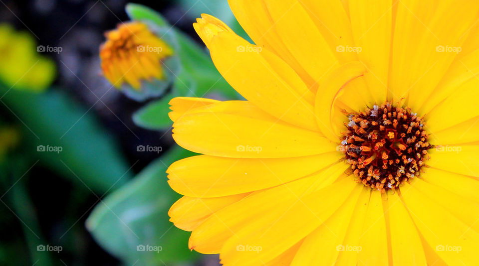 yellow flower