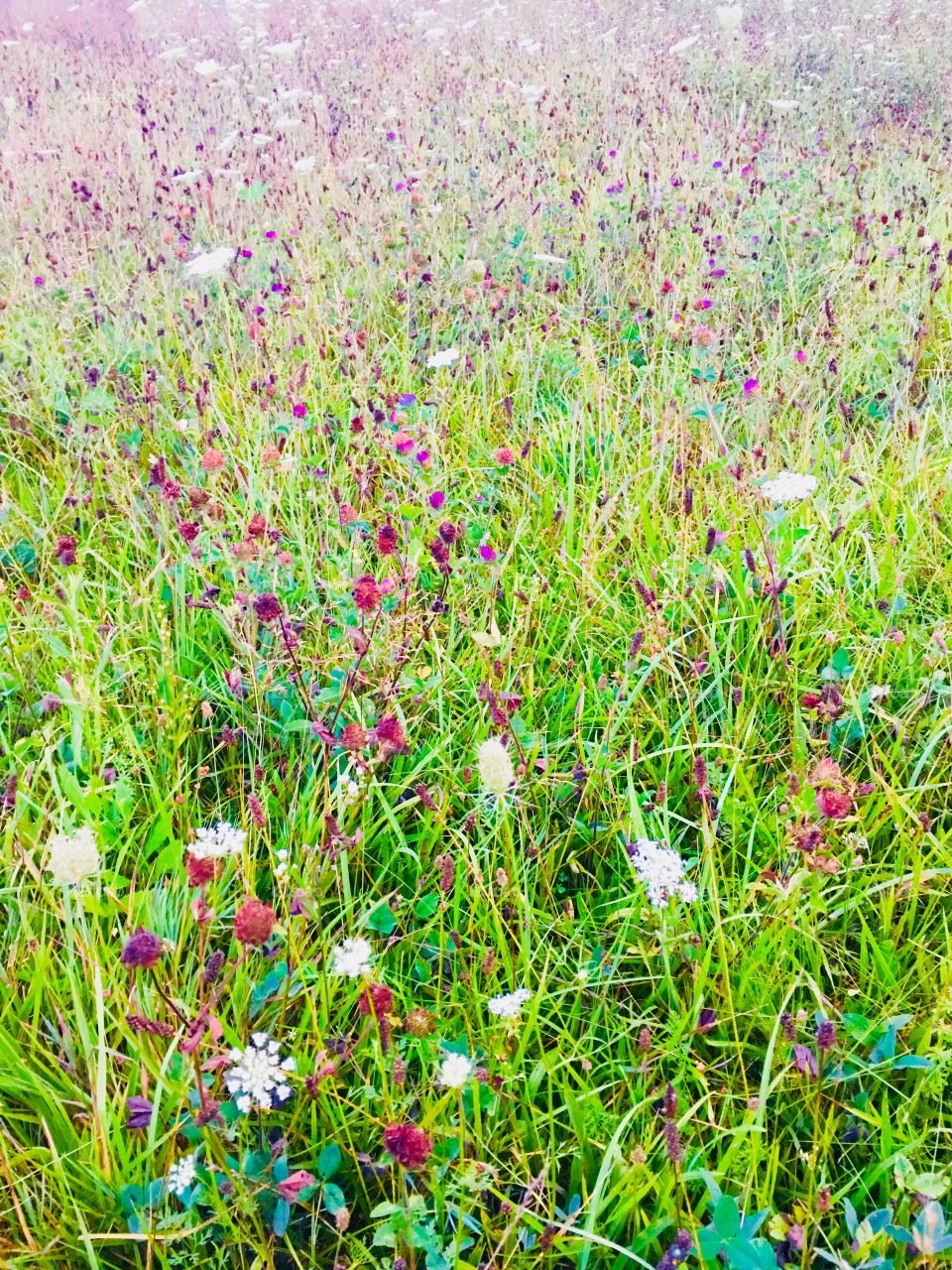 Farm fields of Indiana