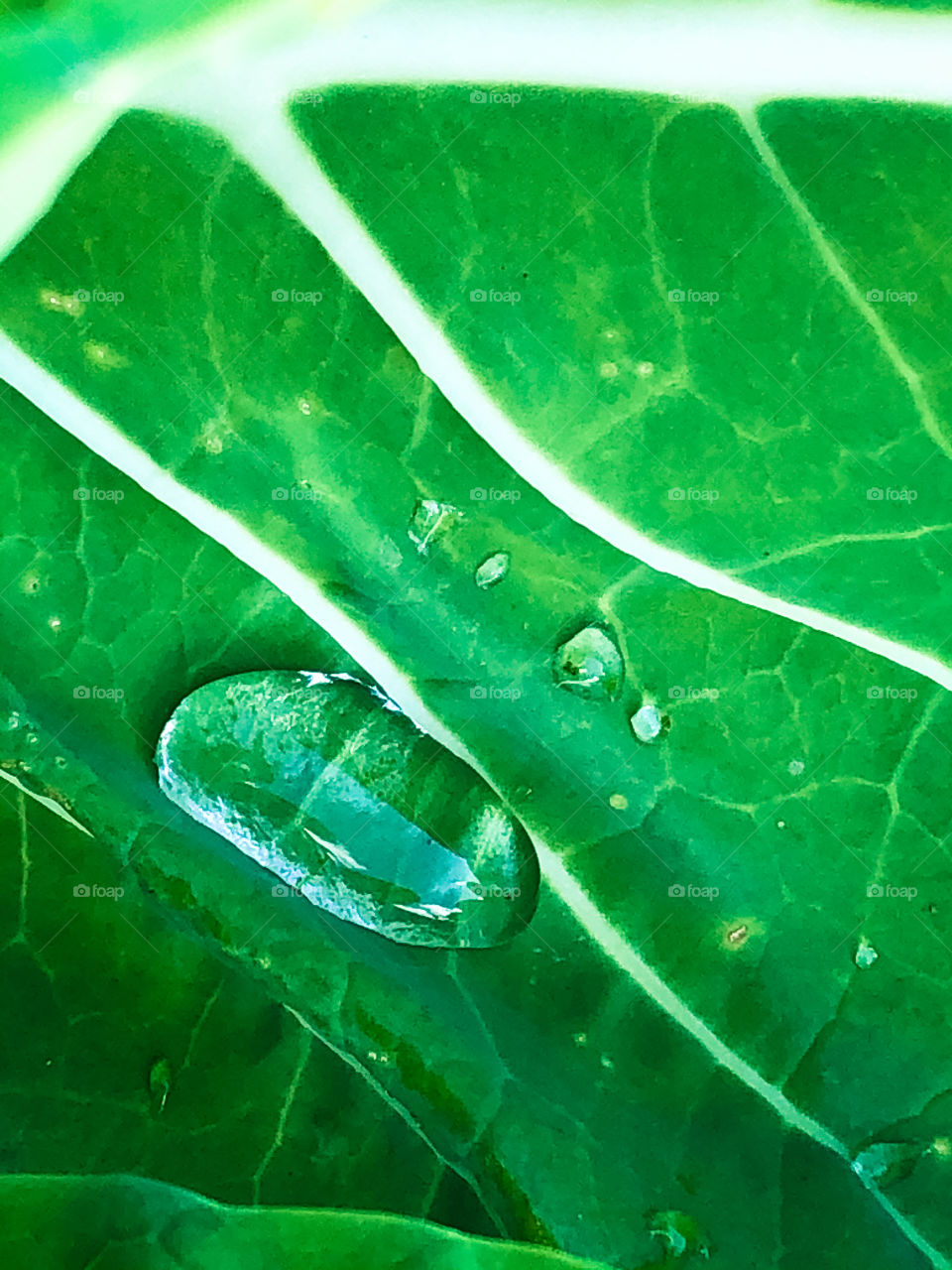 Water droplets of a green cabbage leaf, with prominent white veins