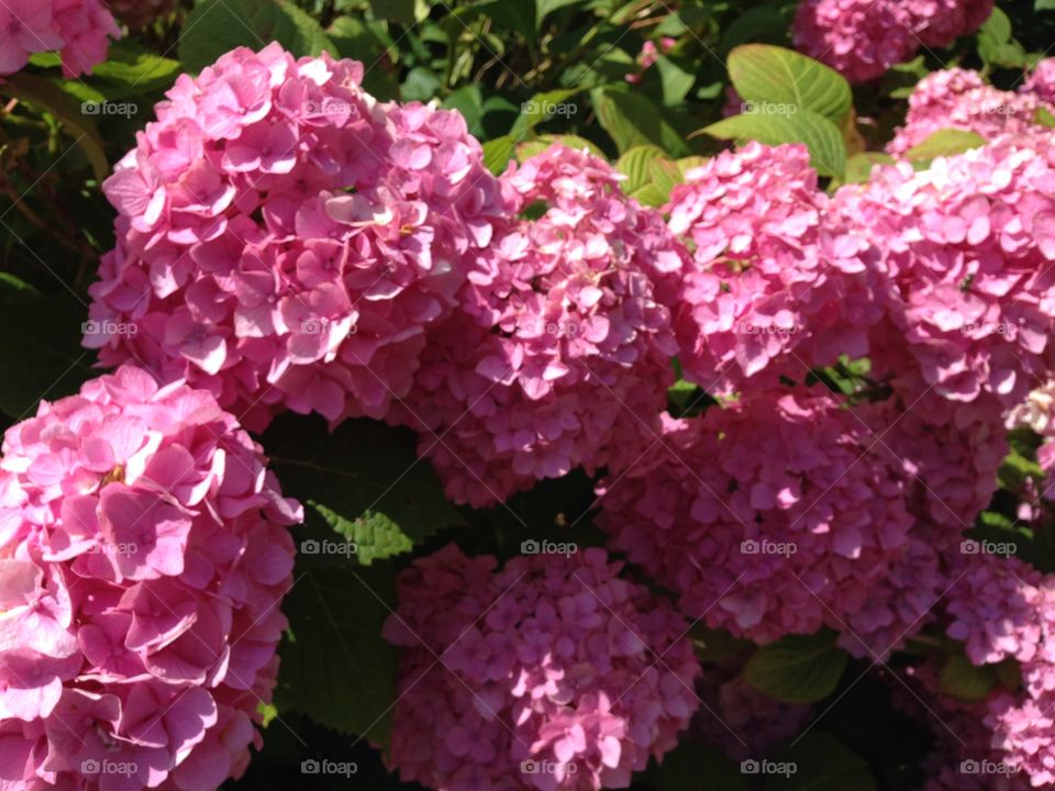 Cape May hydrangeas 2