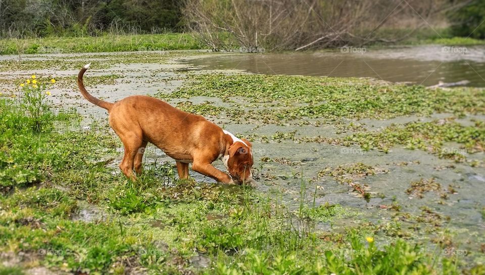 A puppy digging in the water of a pond in spring