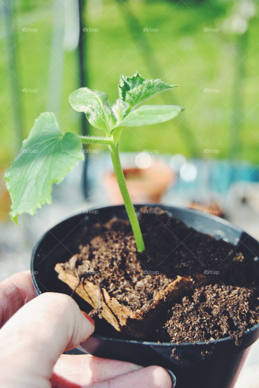 Planting the cucumber plant in lager pot 