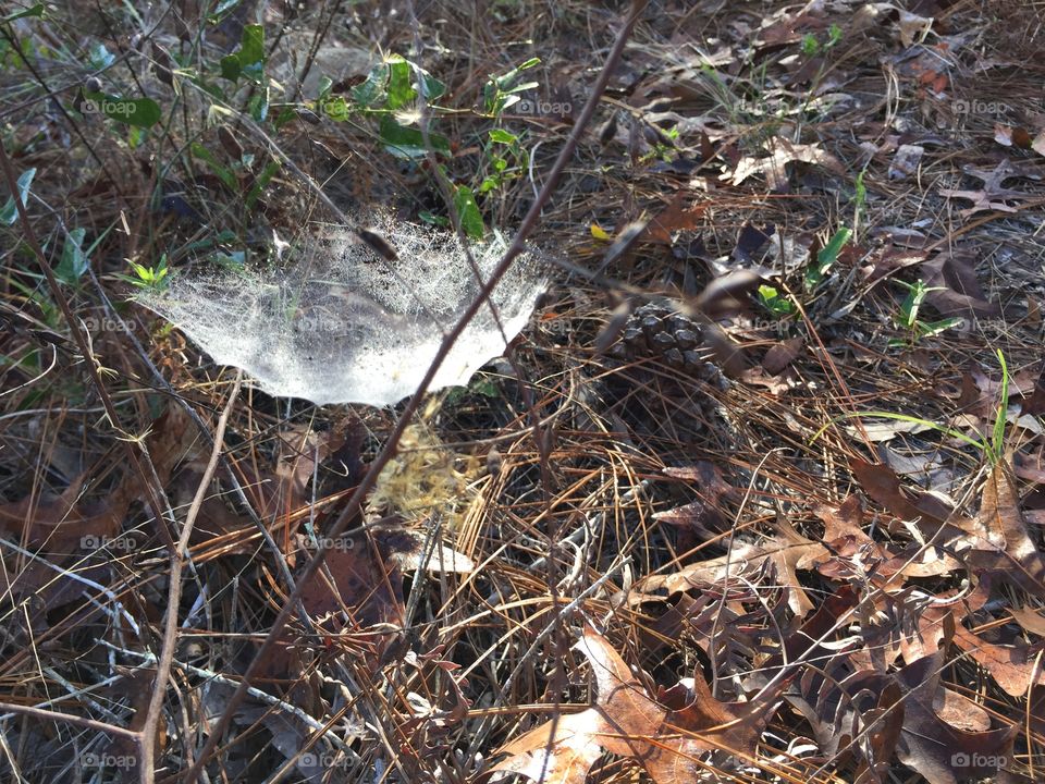 Spider Web Catches Early Morning Dew