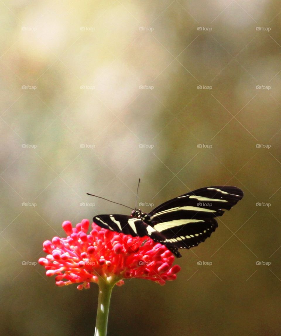 Zebra Longwing