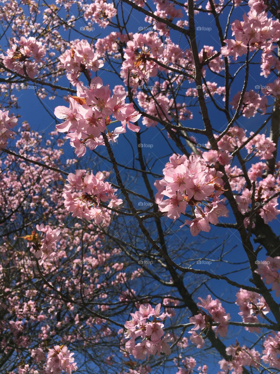 Pink blossoms in Connecticut