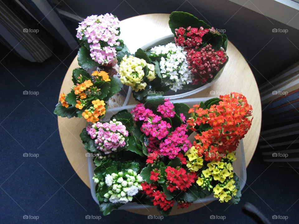 Kalanchoe Flowers