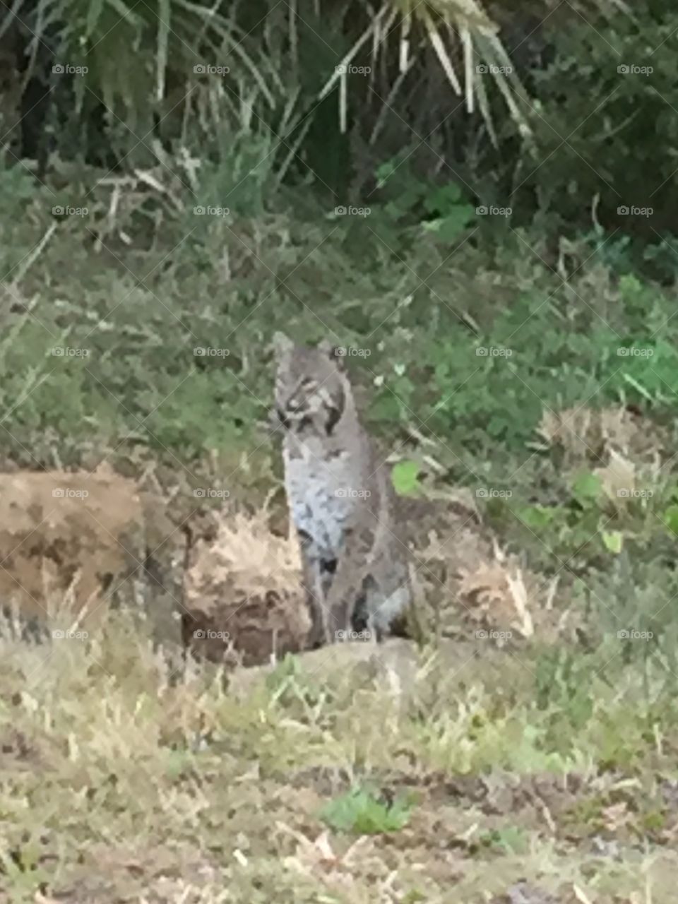 Bobcat sitting on the side of the road watching traffic