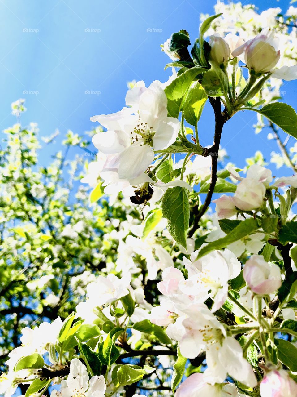 Apple tree bloosom 