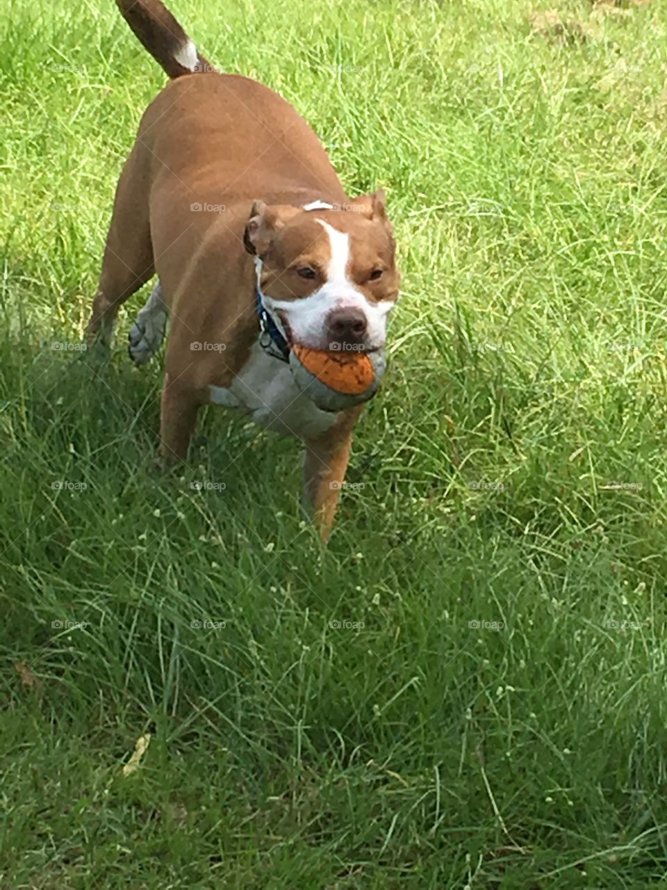 Beautiful rescue pitbull dog running in firld of grass