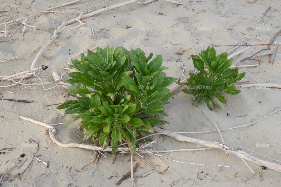 small plants in the sand