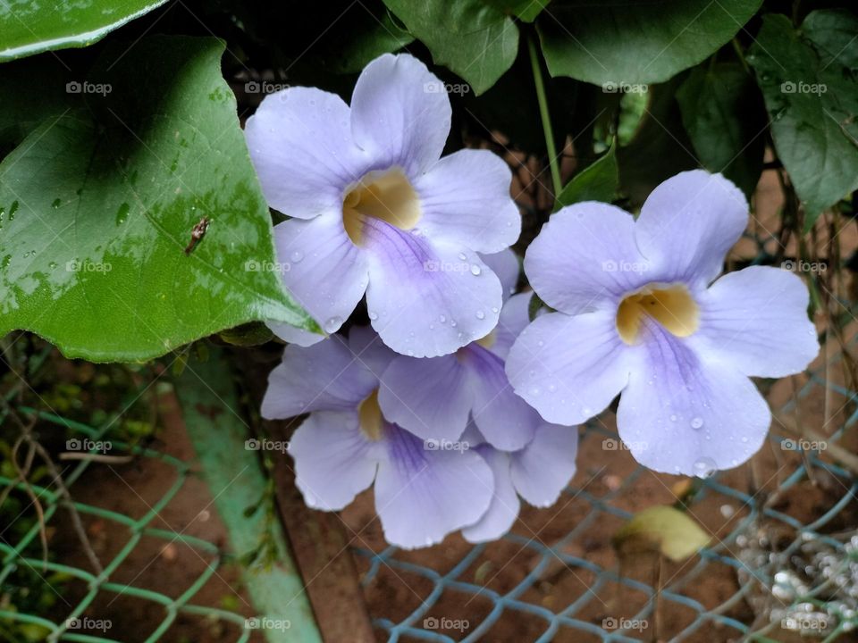 Beautiful Couples Flowers