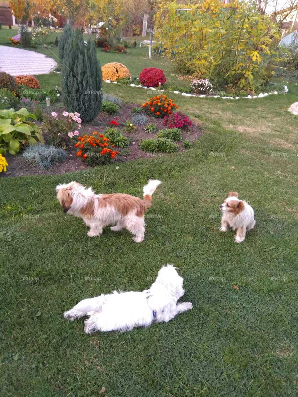 Three dog friends