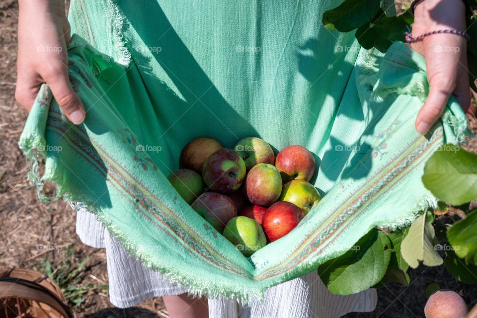 Complementary Colors, Red Apples on Green Background
