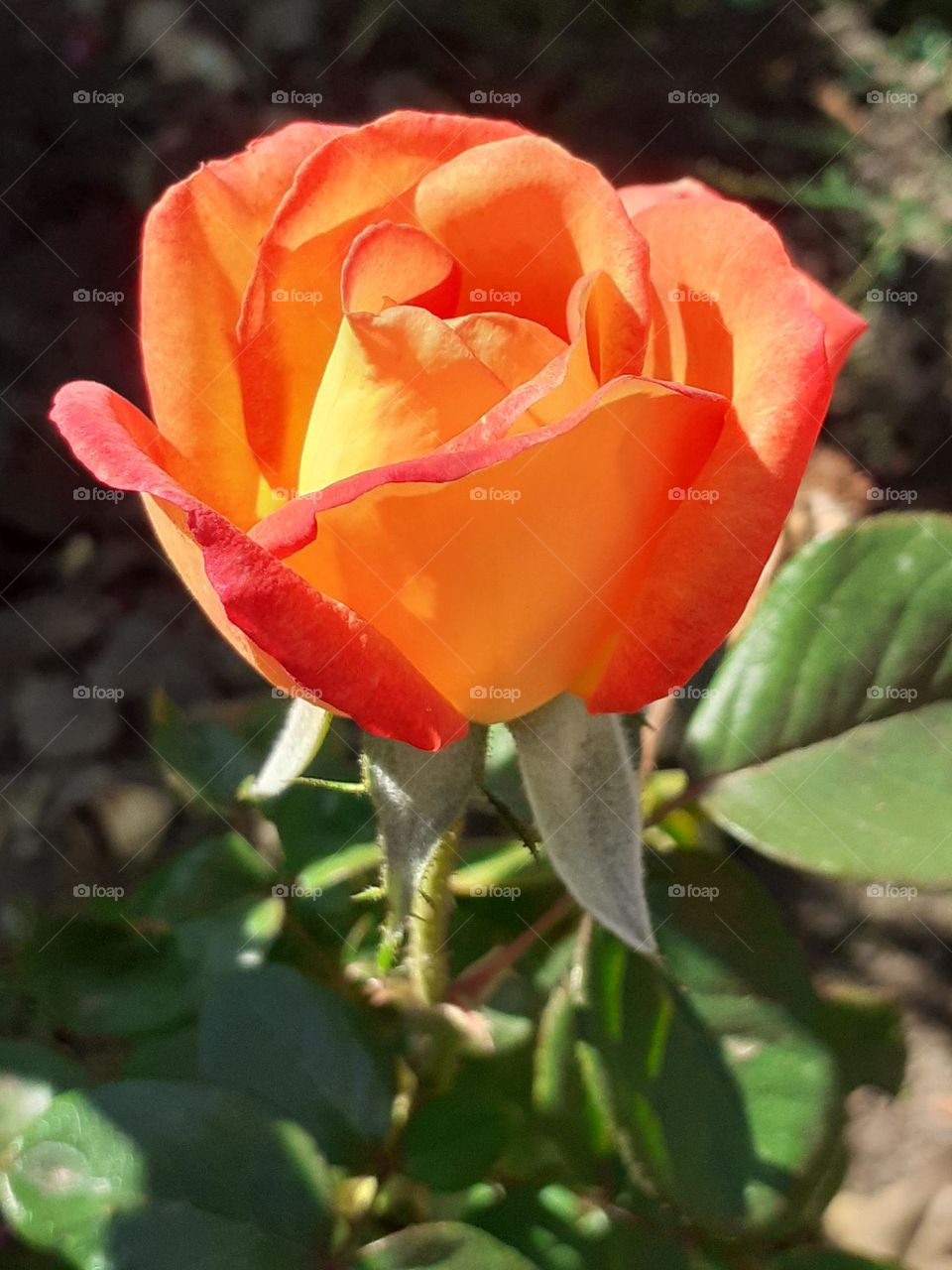 una hermosa rosa al sol