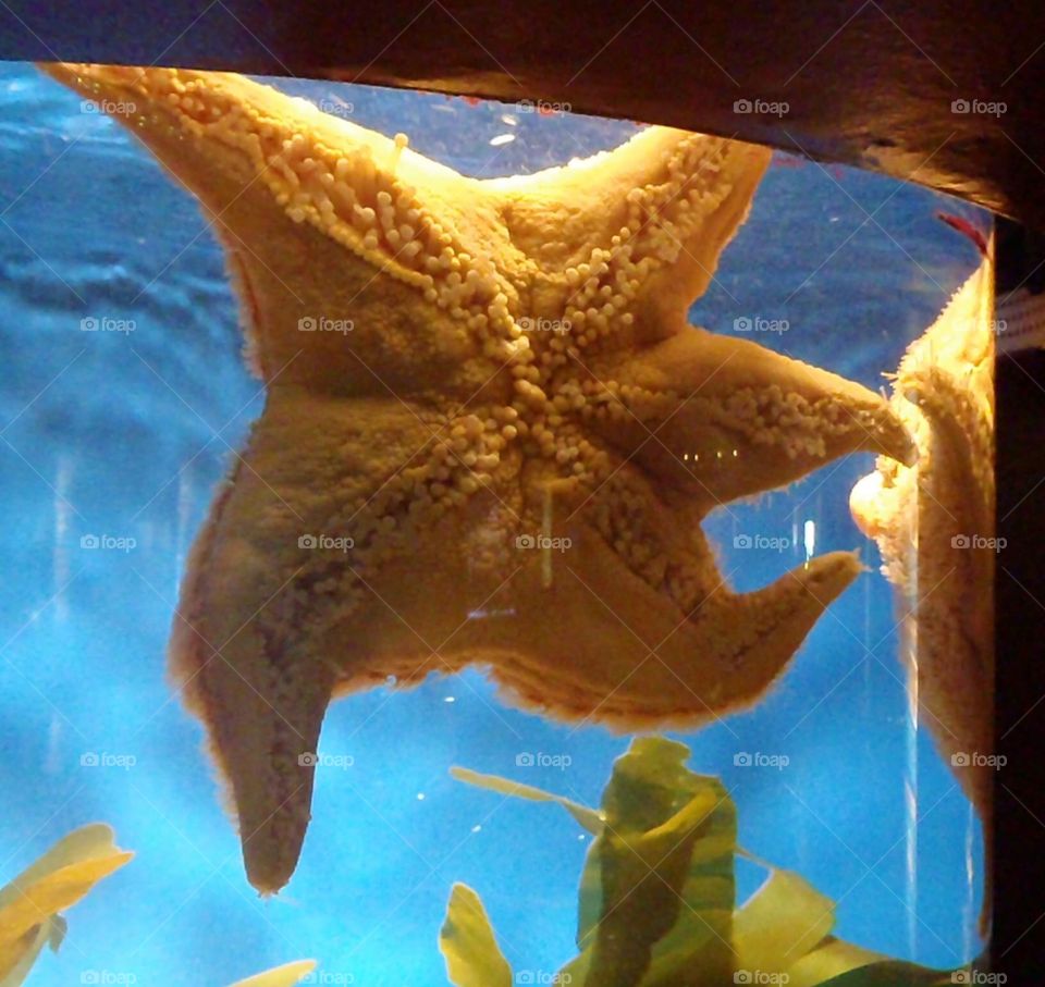 Skipping Starfish 