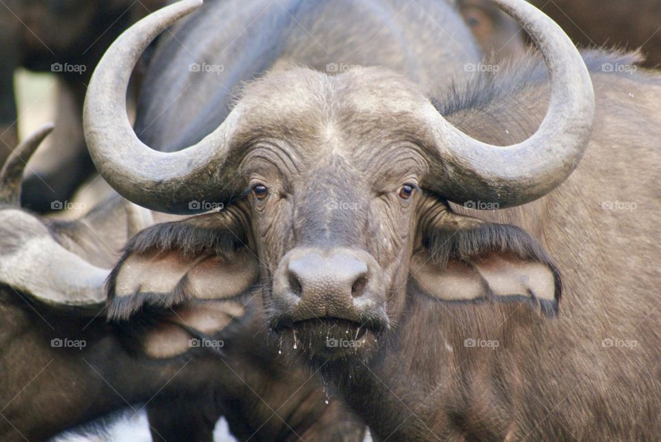 A close up shot of a confused looking buffalo with water droplets falling from his mouth 