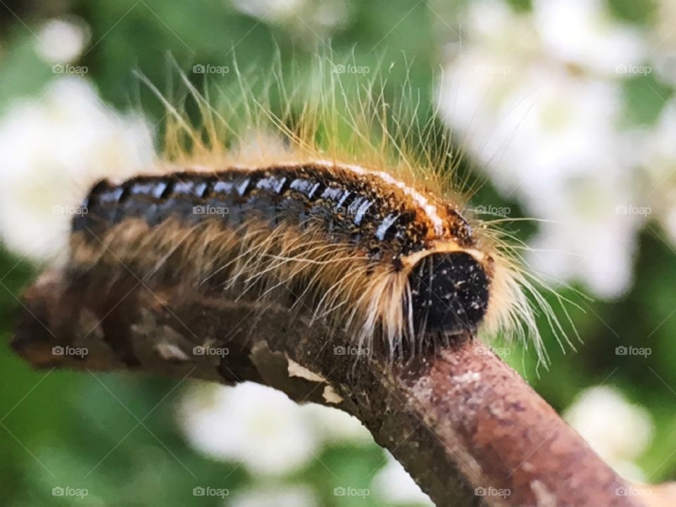 Another close up of the caterpillar and it's beautiful textures 