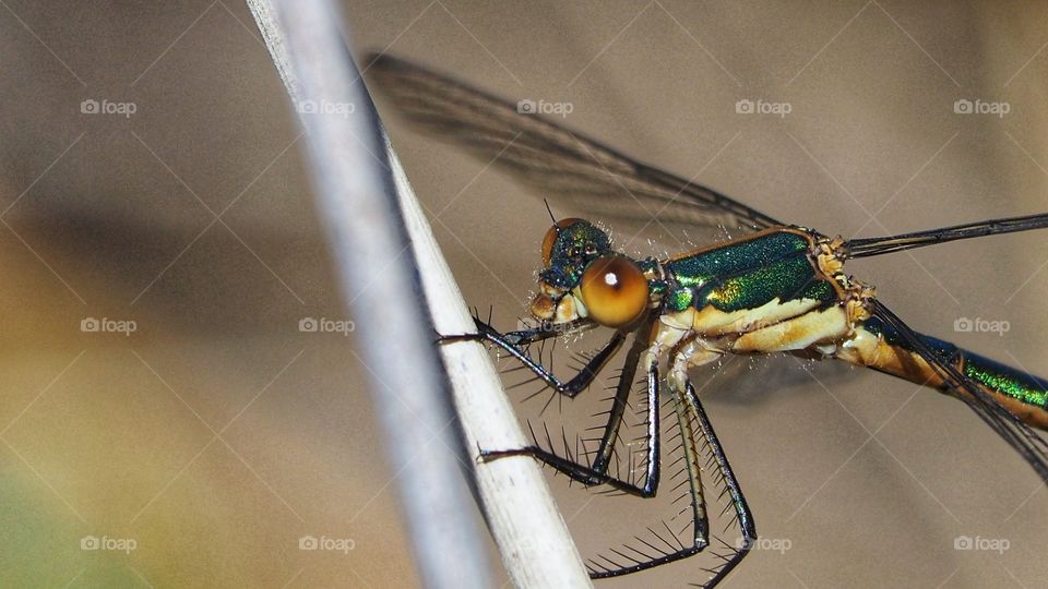 Tiempo de bichos 
Libélula