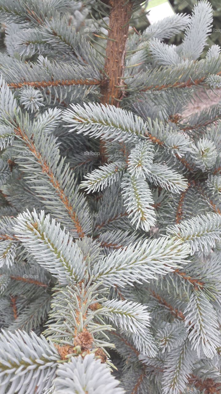 Christmas tree pretty