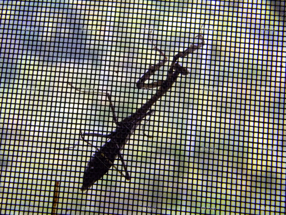outdoors silhouette bug creepy by bobettelambert